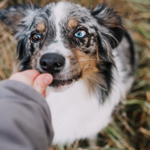 an-australian-shepherd-dog-eating-a-treat-2026-01-07-00-40-37-utc