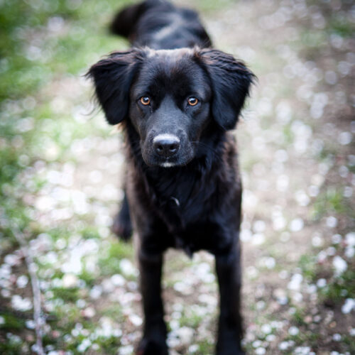 Cute dog is playing outside