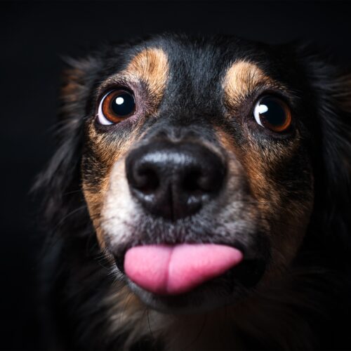 portrait-of-border-collie-isolated-on-black-backgr-2026-01-06-10-39-21-utc